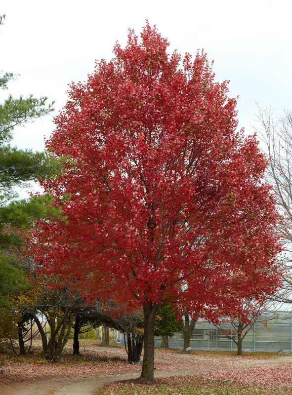 Así de rápido crece un árbol de arce rojo hasta alcanzar su tamaño completo