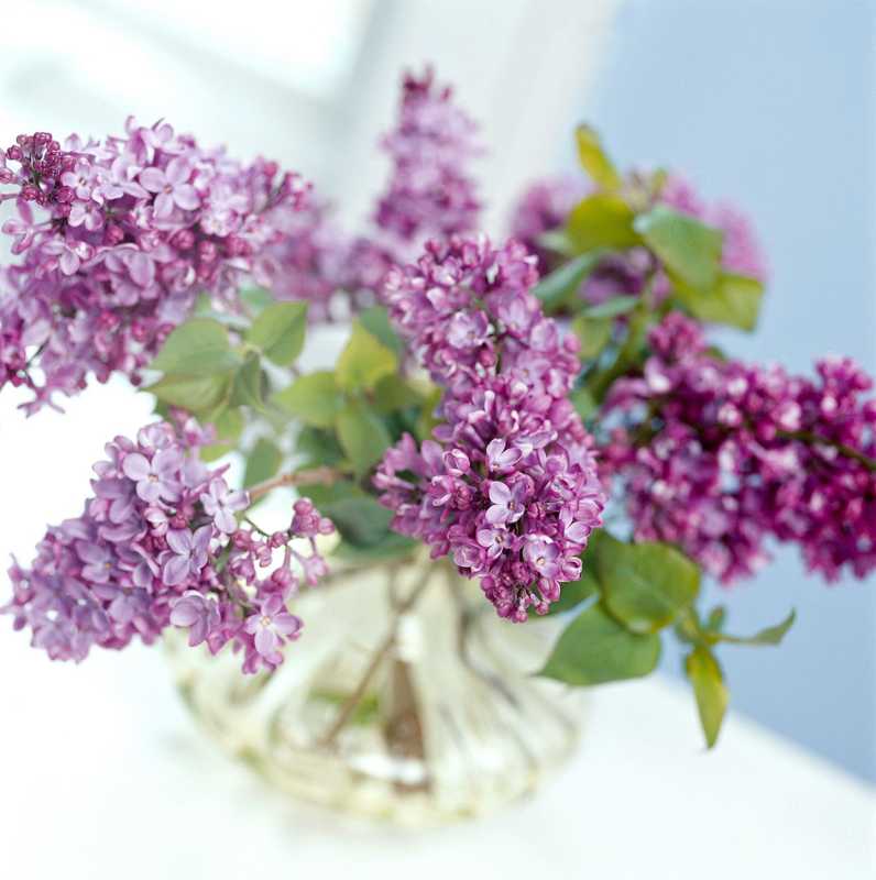 Jika Anda Memotong Bunga Lilac untuk Vas, Lakukan Ini Agar Tidak Terkulai