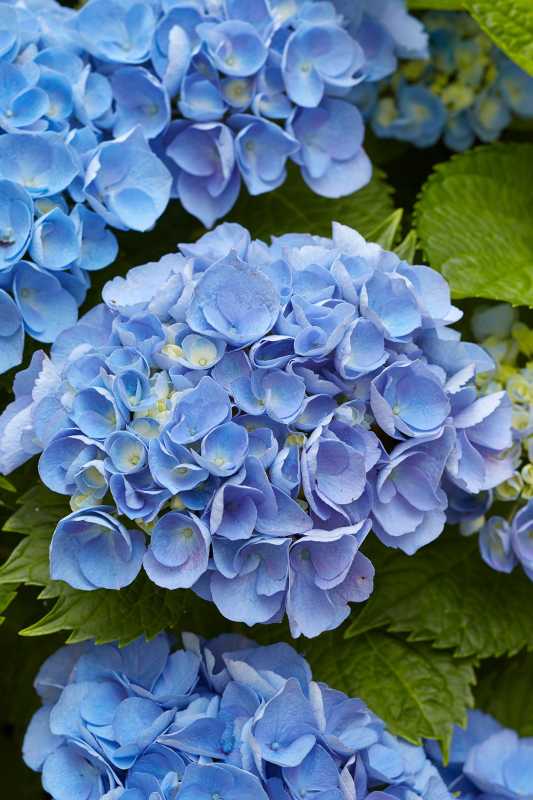 6 consejos para cultivar las flores de hortensias azules más hermosas