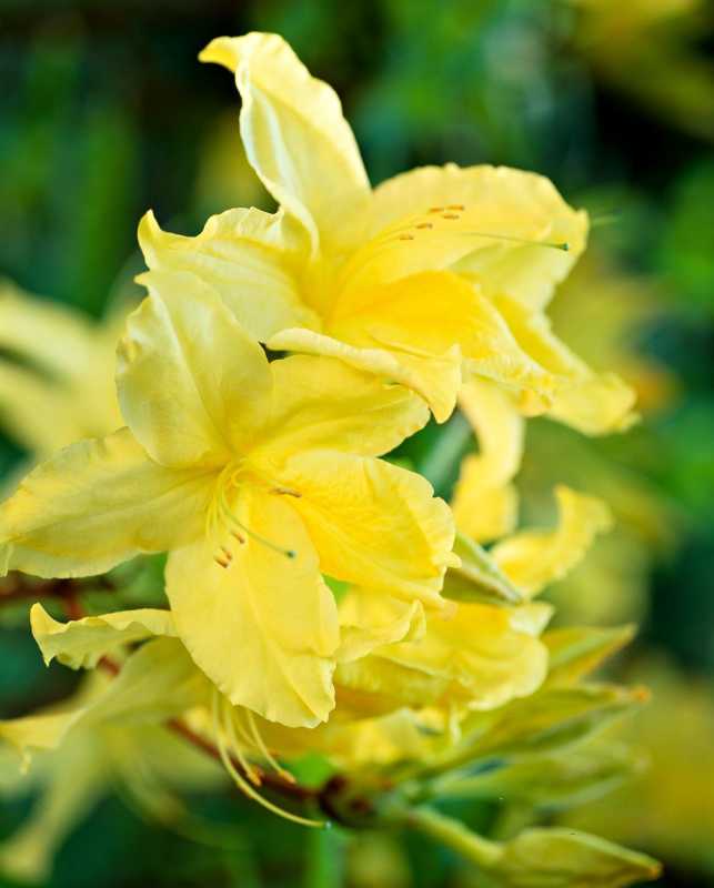 Sonnenwagen Rhododendron