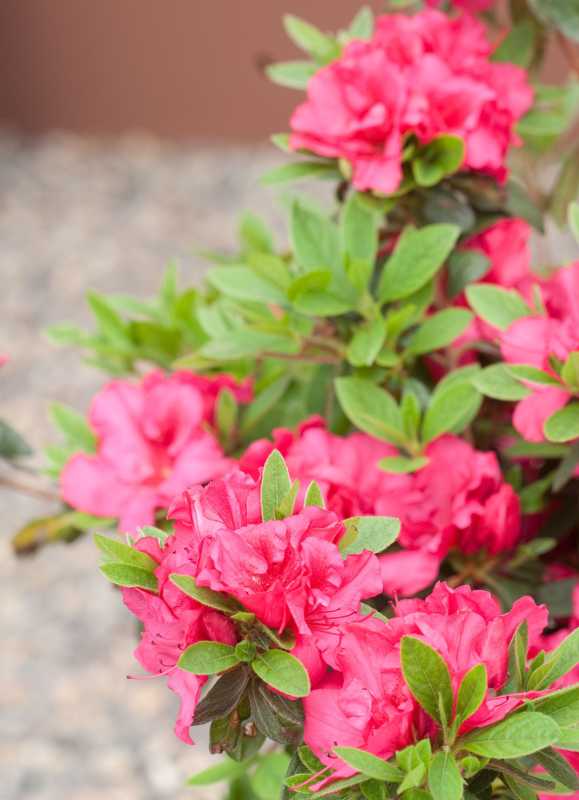 Rhododendron de la série Bloom-a-thon