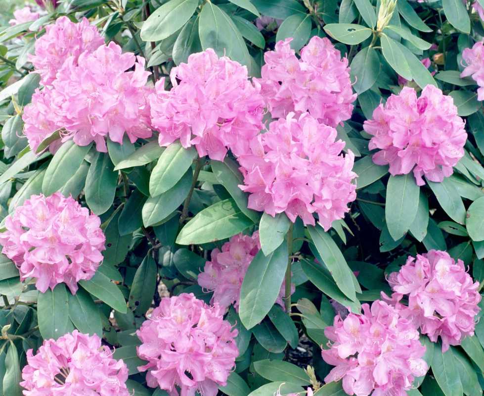 Trude Websteri rododendron