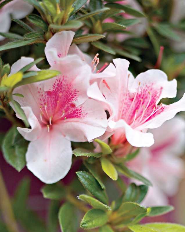 Comment planter et cultiver des rhododendrons