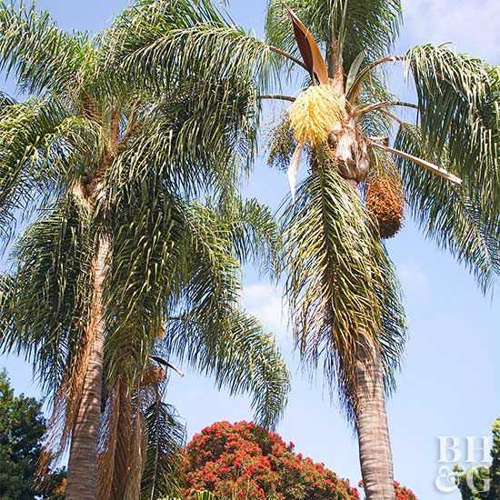 Queen Palmin istuttaminen ja kasvattaminen