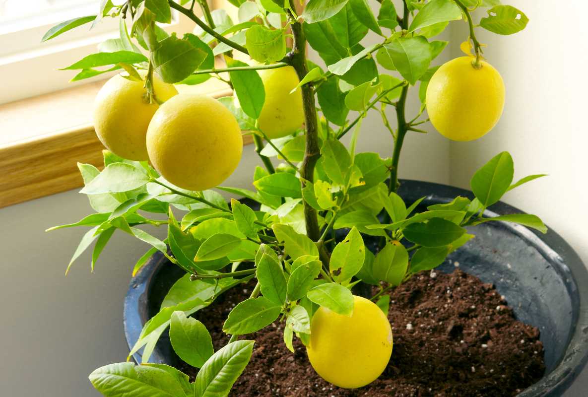 Kaip iš sėklų išauginti citrinmedį