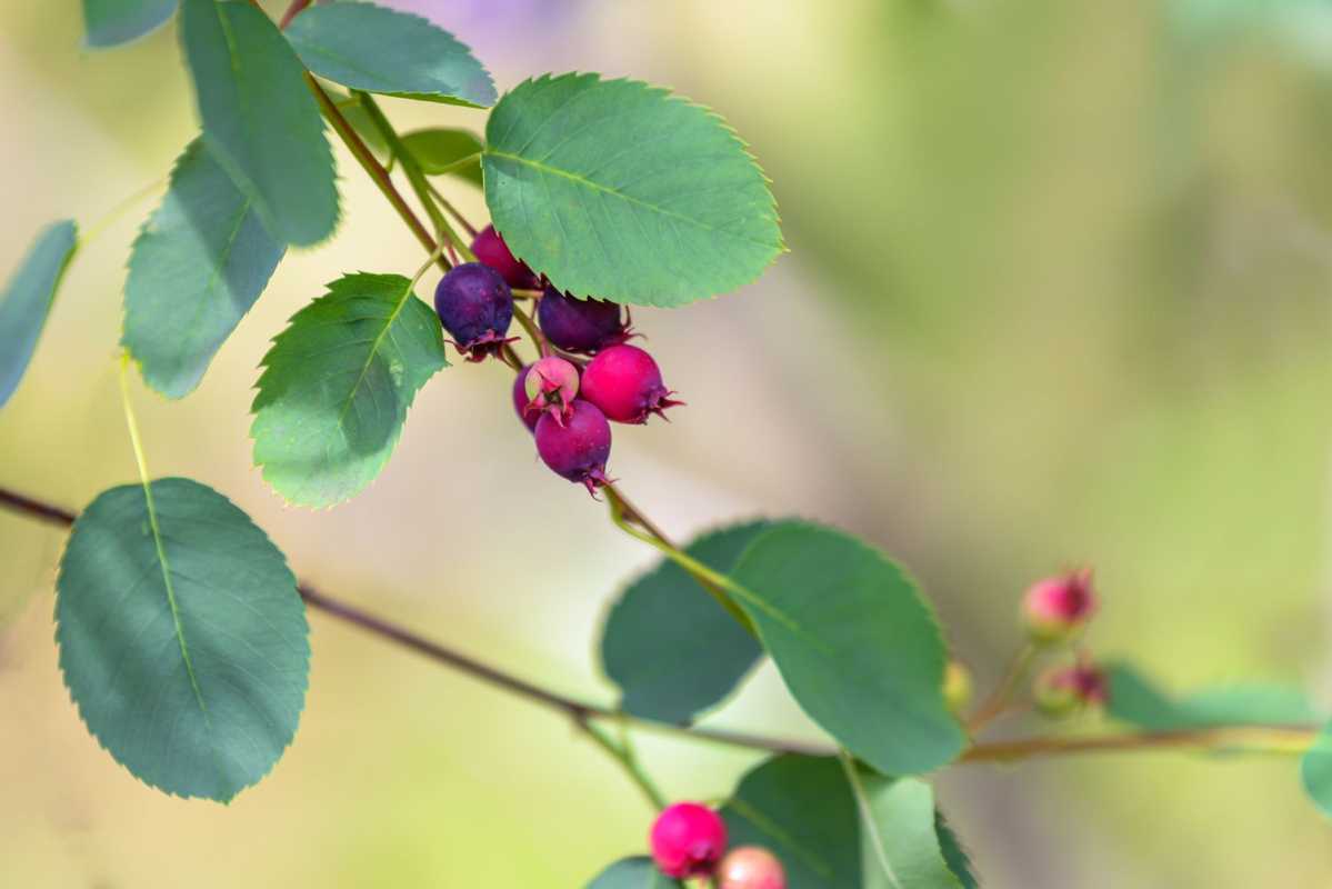 Kaip sodinti ir auginti Serviceberry