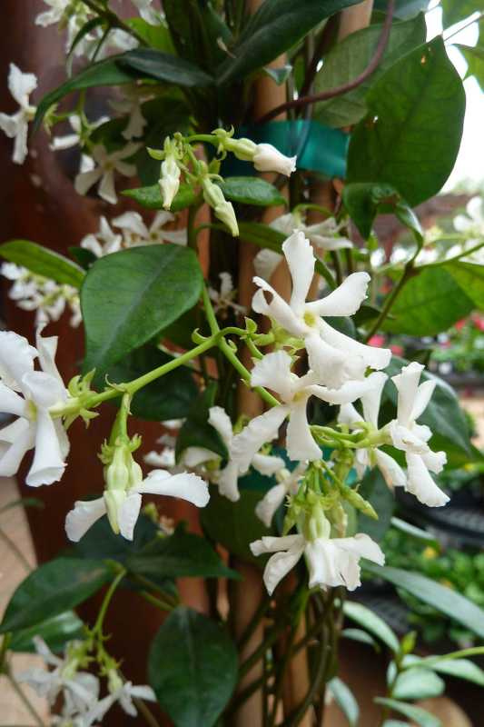 Hvordan plante og dyrke Star Jasmine