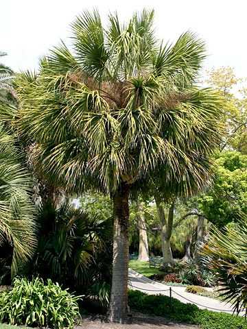Kuidas istutada ja kasvatada palmipuud