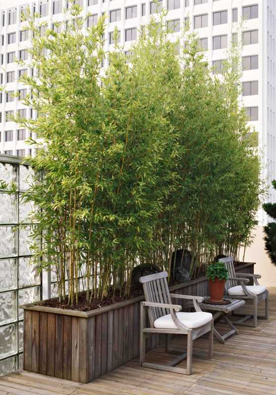 Osnove rastlin bambusa, ki jih morate poznati, preden posadite
