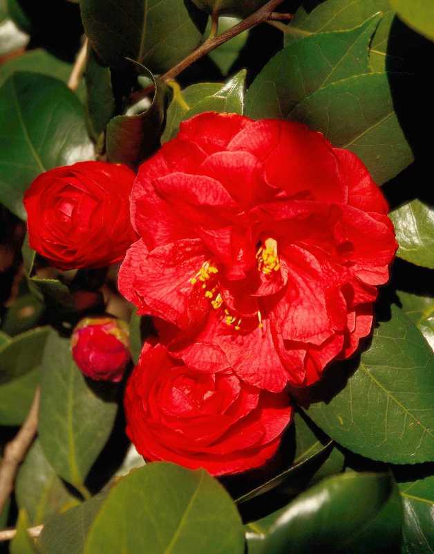 Sådan planter og dyrker du Camellia