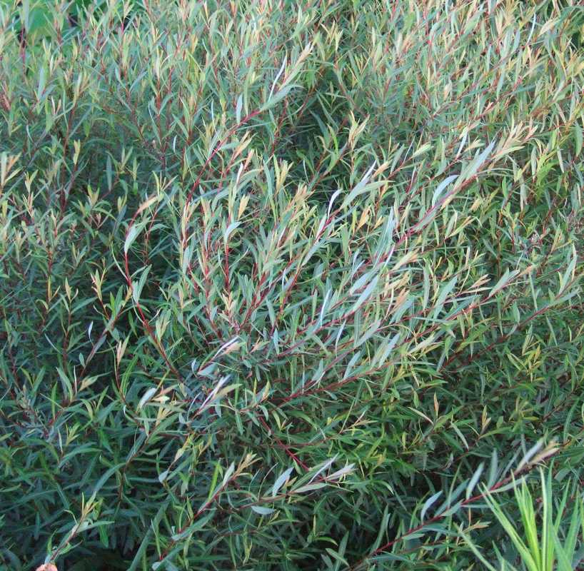dwarf arctic willow dahon