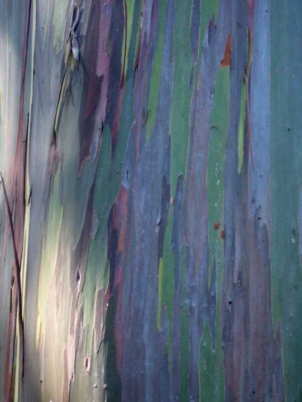 Eucalyptus deglupta Goma arc de Sant Martí