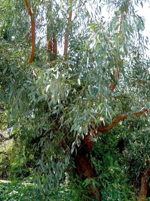 Eucalyptus sideroxylon rode ijzerschors