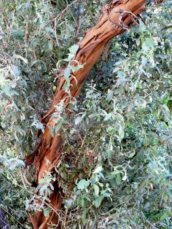 Kuinka istuttaa ja kasvattaa eukalyptusta