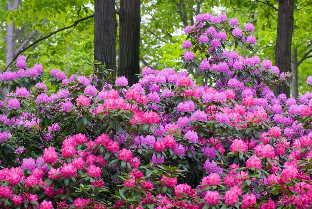 Mengapa Daun Rhododendron Saya Keriting dan Layu?
