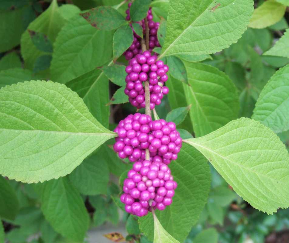 A Beautyberry ültetése és termesztése