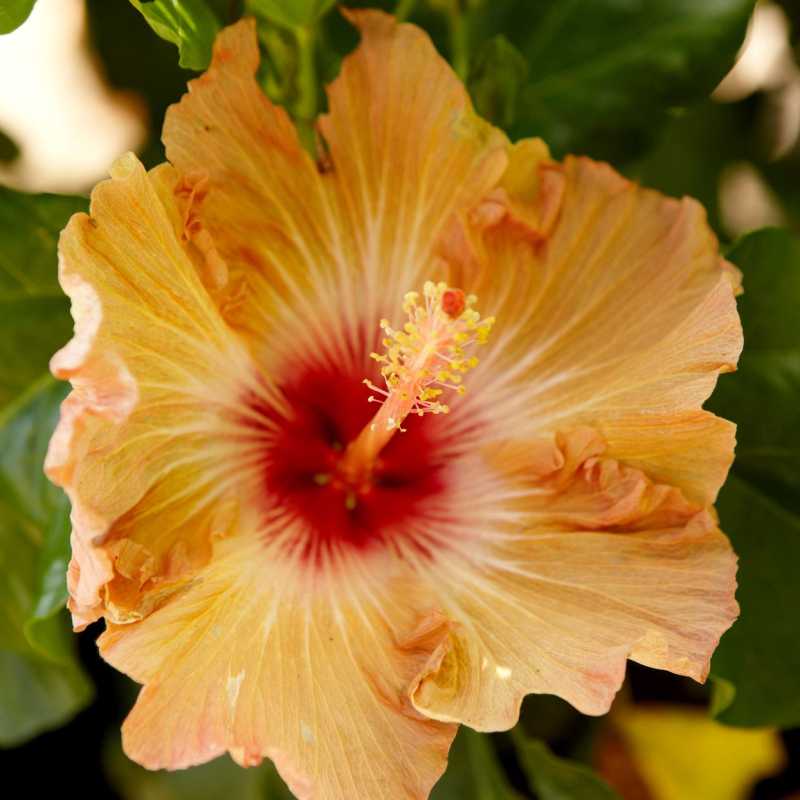 Tropikal Hibiscus Nasıl Ekilir ve Yetiştirilir