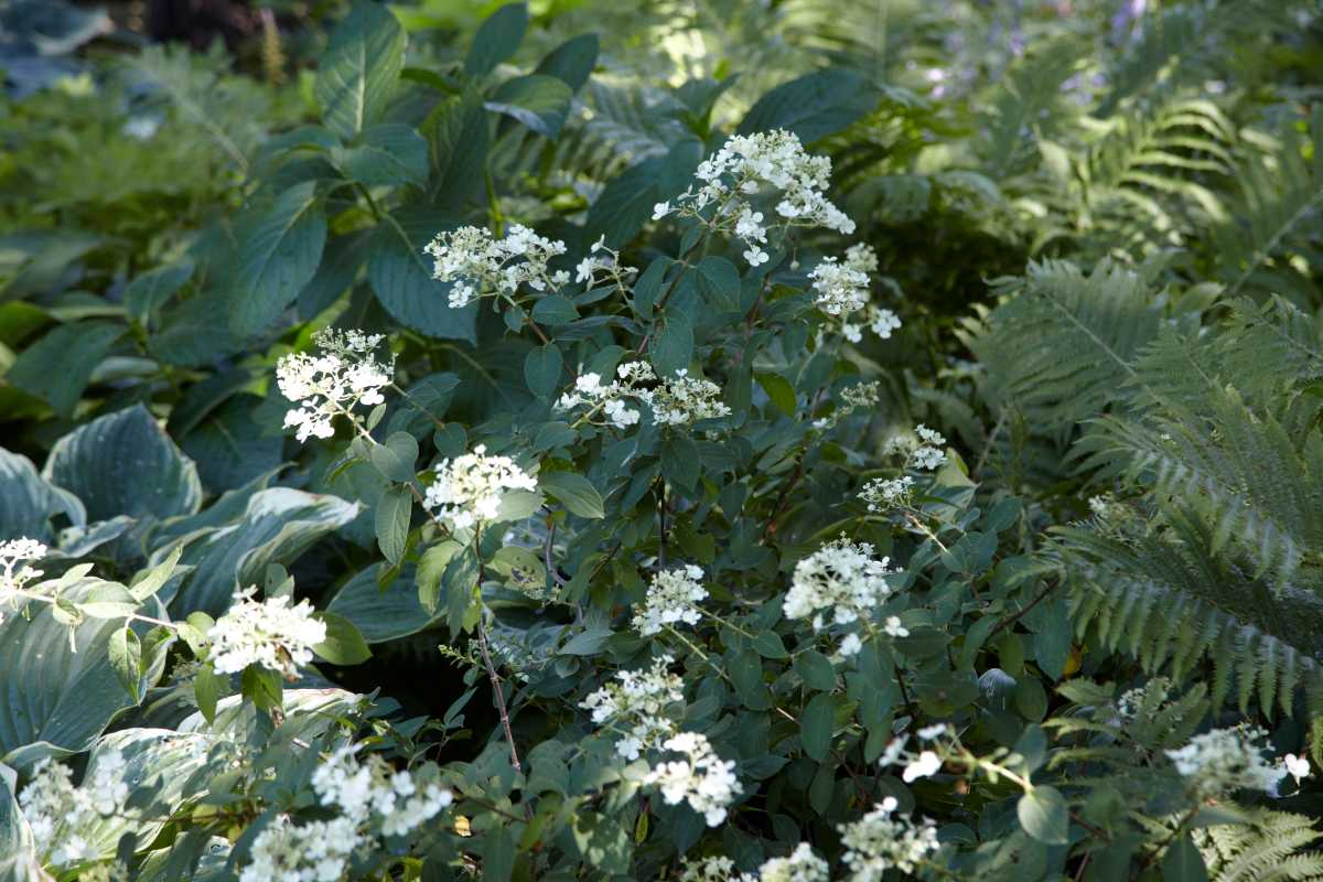 fiori bianchi di ortensia bobo in giardino