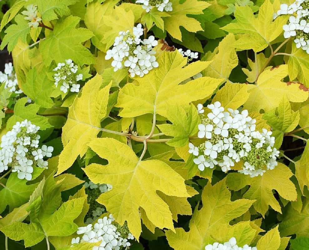 Little Honey oakleaf hortensiassa on kultaiset lehdet ja valkoiset kukat