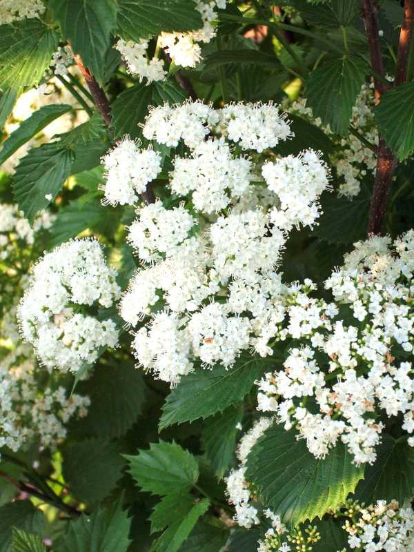 Tandan bunga putih viburnum panah Muffin Biru