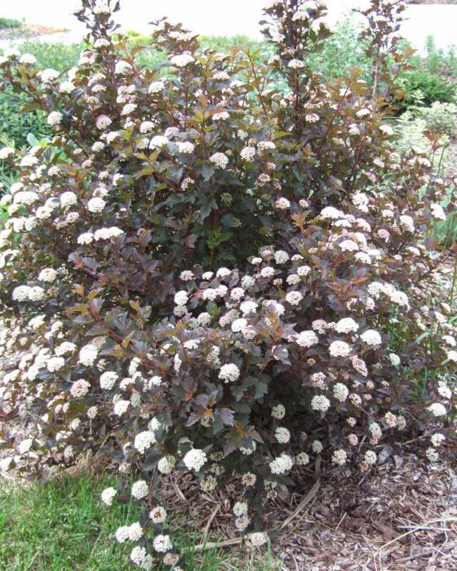 Sembilan kulit Physocarpus opulifolius
