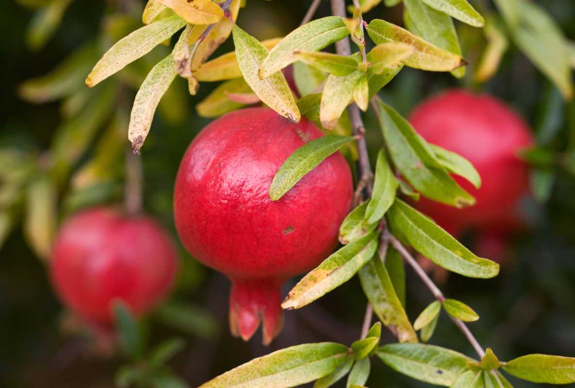 Jak zasadit a pěstovat granátová jablka