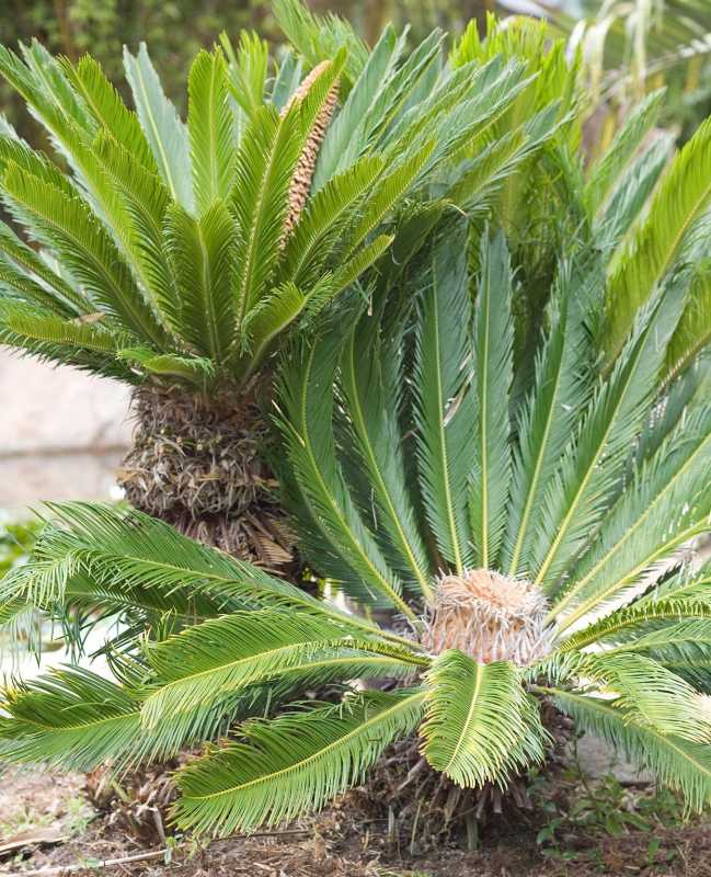 Cómo plantar y cultivar palma de sagú