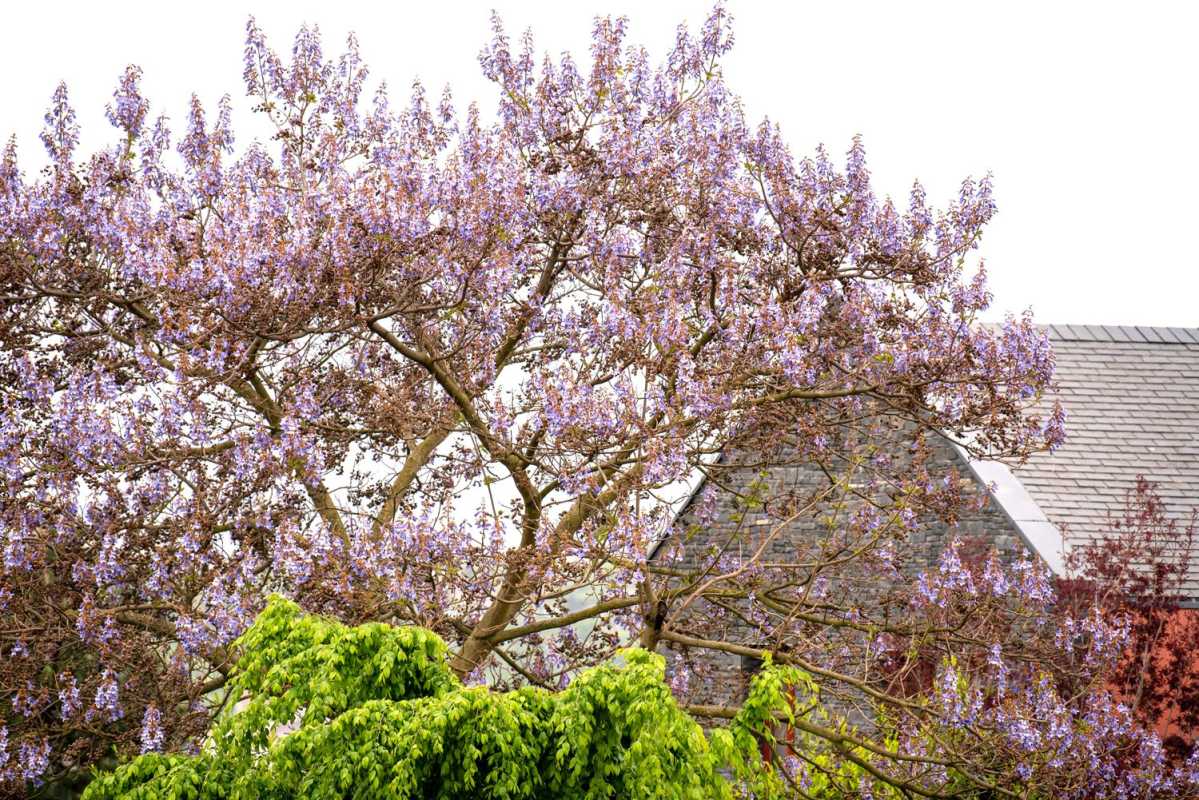 Ja, der Kaiserbaum wächst schnell – aber er wird Ihren Garten erobern