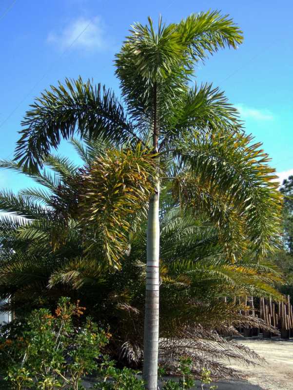 Как посадить и вырастить лисохвостовую пальму