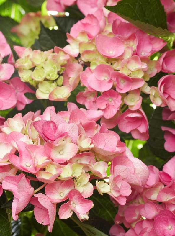 Cách làm hoa cẩm tú cầu có màu hồng (Có, chúng có thể đổi màu!)
