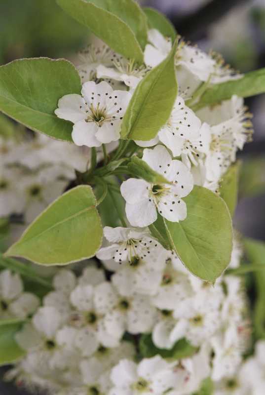 pohon pir bradford bunga putih dan daun hijau