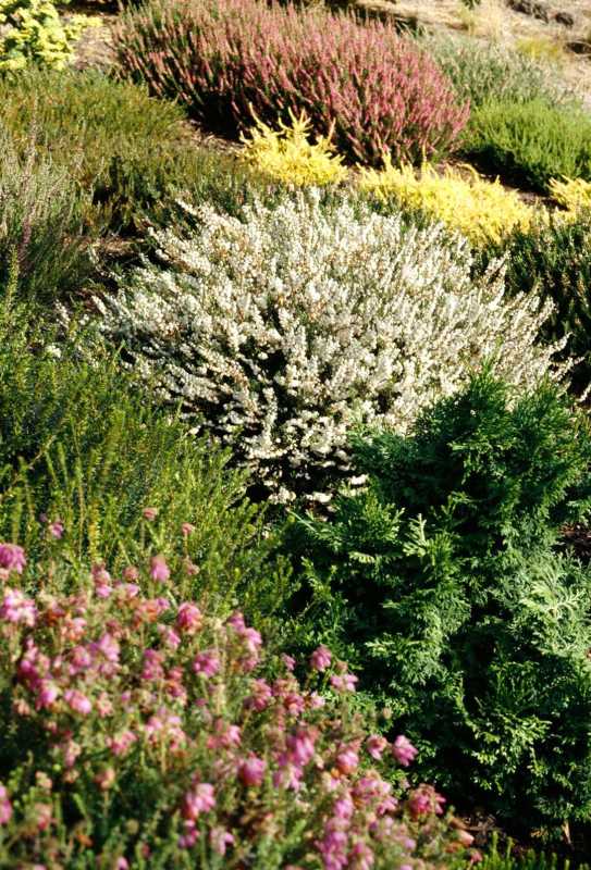 흰색, 분홍색, 녹색 히스와 헤더 꽃이 피는 덤불과 식물
