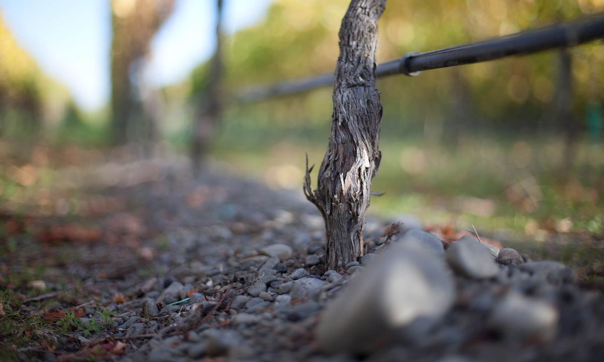 Close-up van een wijnstok die uit donkere rotsachtige grond komt