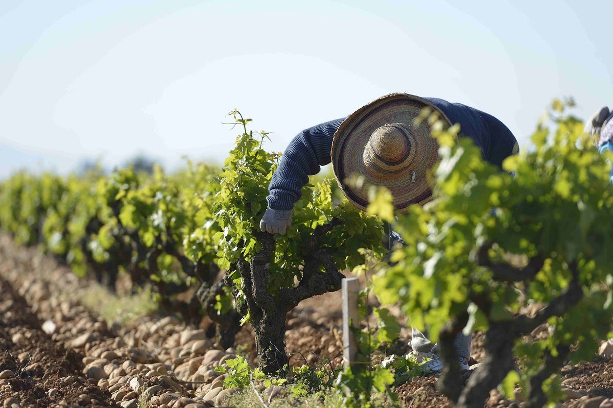 Cilvēks cepurē, kas saliekta no vīnogu vīnogulājiem, uz zemes ir lielas gludas apaļas klintis