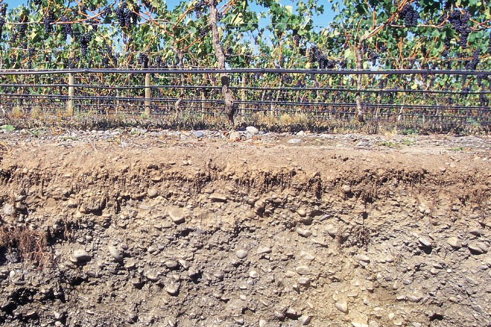 obrázek vrstev půdy, naplněných kameny, nahoře vinice