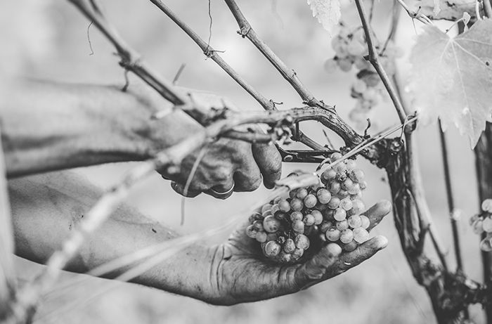 Raisins de vin de récolte à la main