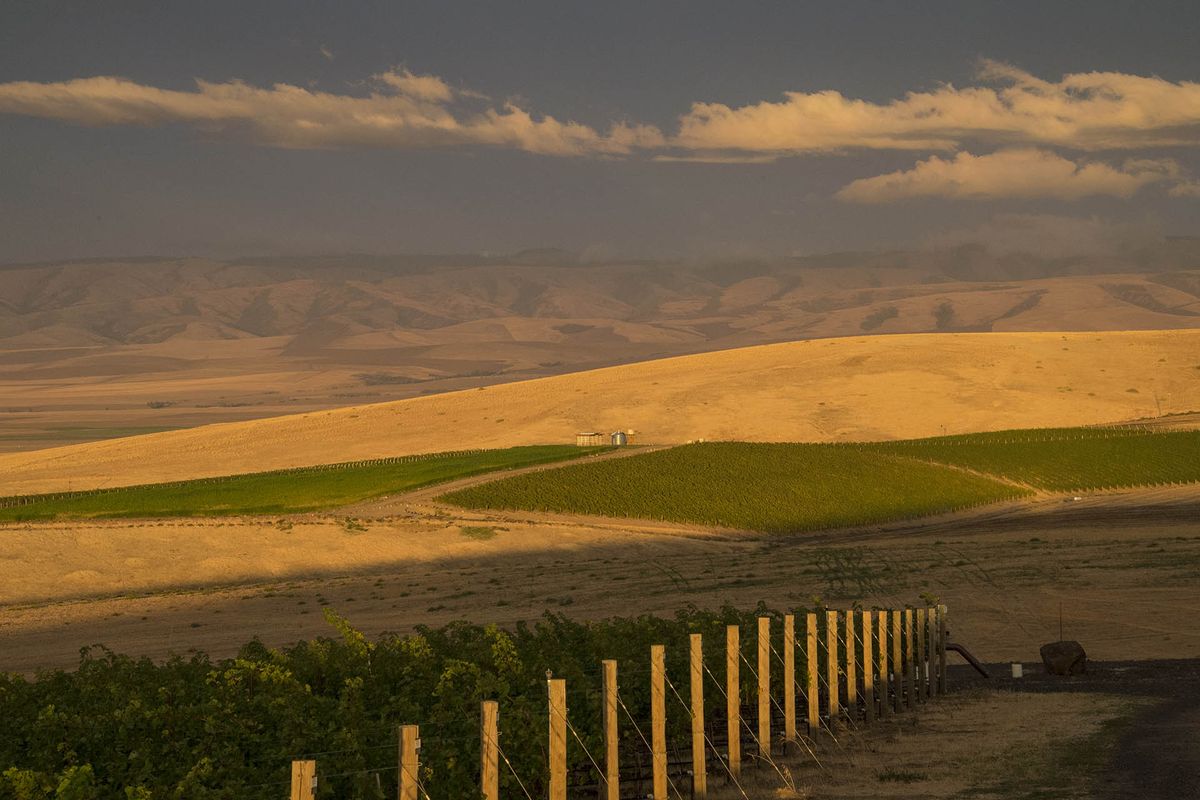 Kebun Anggur Seven Hills di Lembah Walla Walla