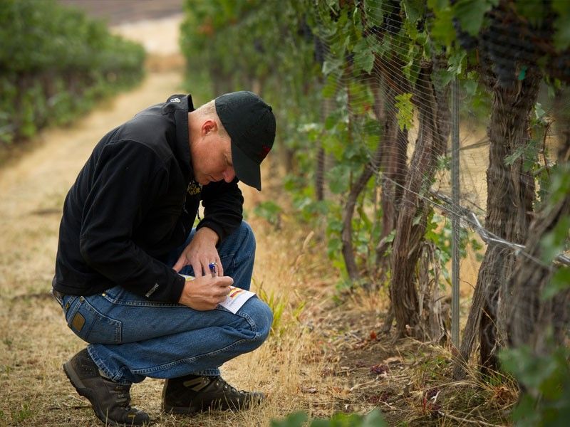 Chris Figgins, de Figgins Family Wine Estates, revisando sus vides / Foto cortesía de Figgins Family Wine Estates