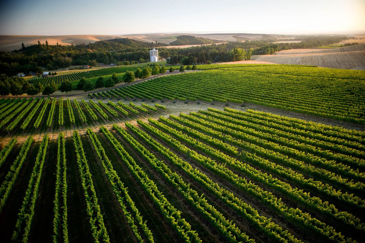 Vineyard at the Figgins Family Wine Estates / Photo courtesy Figgins