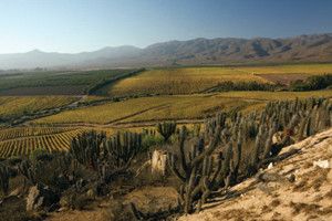 El Valle de Limarí es conocido por su clima frío Chardonnay y Syrah.