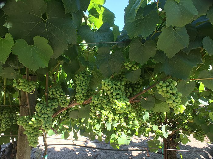 De wijngaarden van Grand Cru Chardonnay in Californië