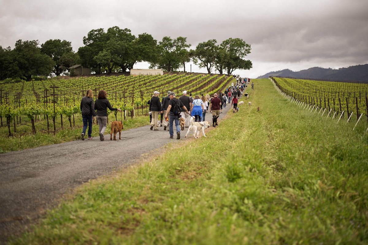 Suņi un vīna dārzu pārgājieni Kundē / Foto pieklājīgi no Kundes ģimenes vīna darītavas