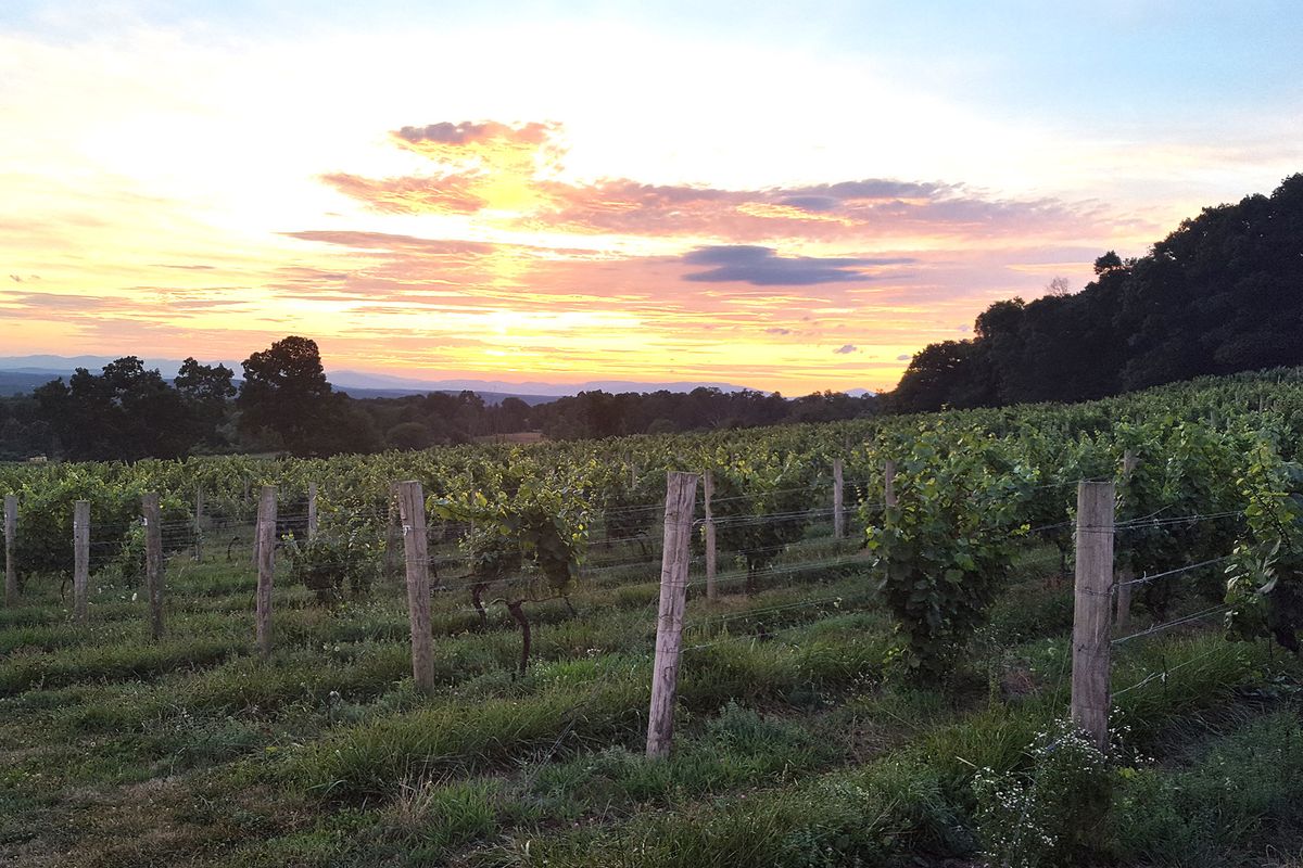 Bloques de Chardonnay y Riesling en Millbrook / Foto cortesía de Millbrook Vineyards & Winery