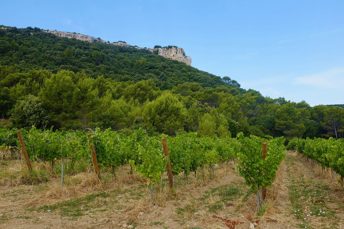 Filas de viñedos en primer plano, una gran colina boscosa en el fondo con un gran edificio en la parte superior