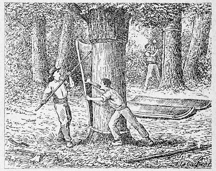 رسم توضيحي لرجلين يحصدان اللحاء من شجرة الفلين.