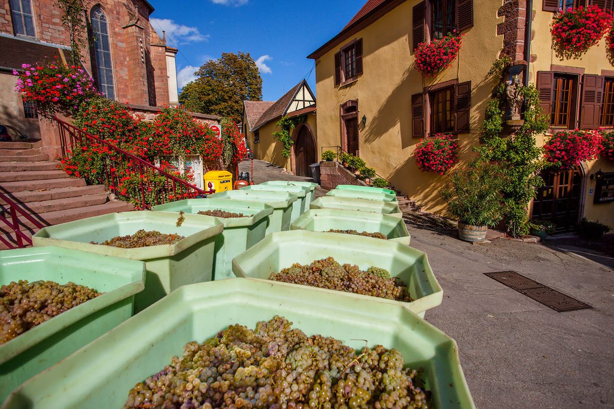 Calle en Alsacia con contenedores de uvas blancas