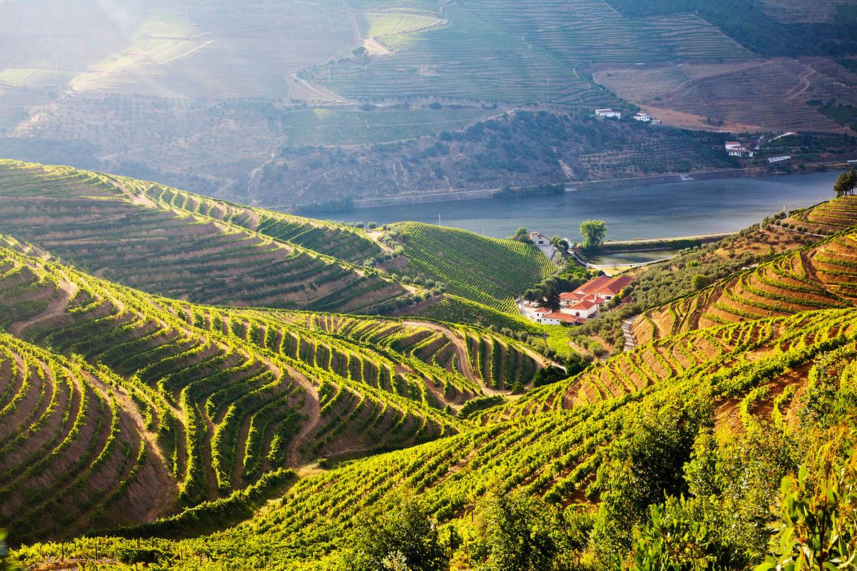 Kebun anggur di lereng bukit, sungai di latar belakang