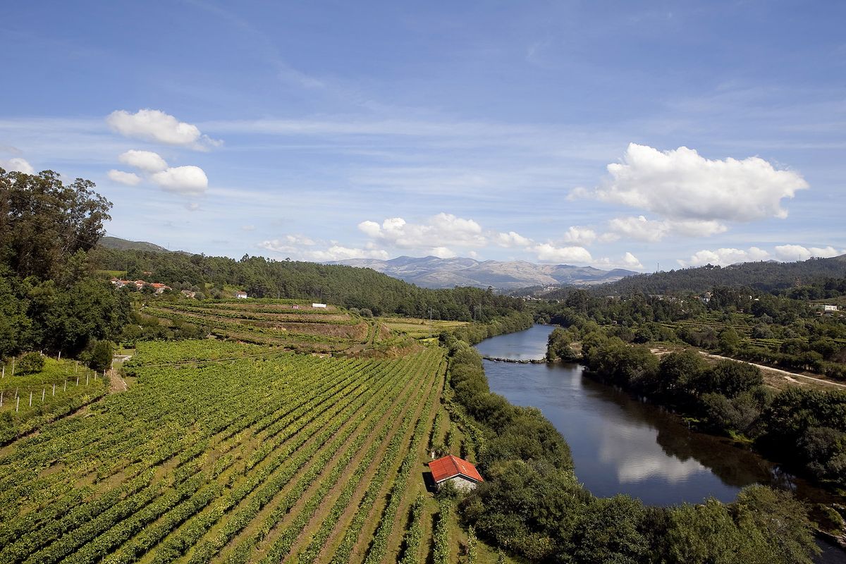 Vineyards of the Lima Valley i Vinho Verde