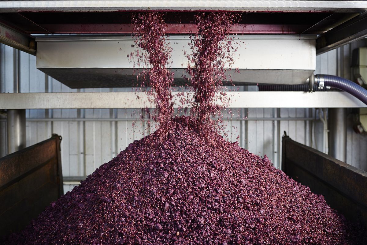 Descarga de hollejos de uva tras prensa
