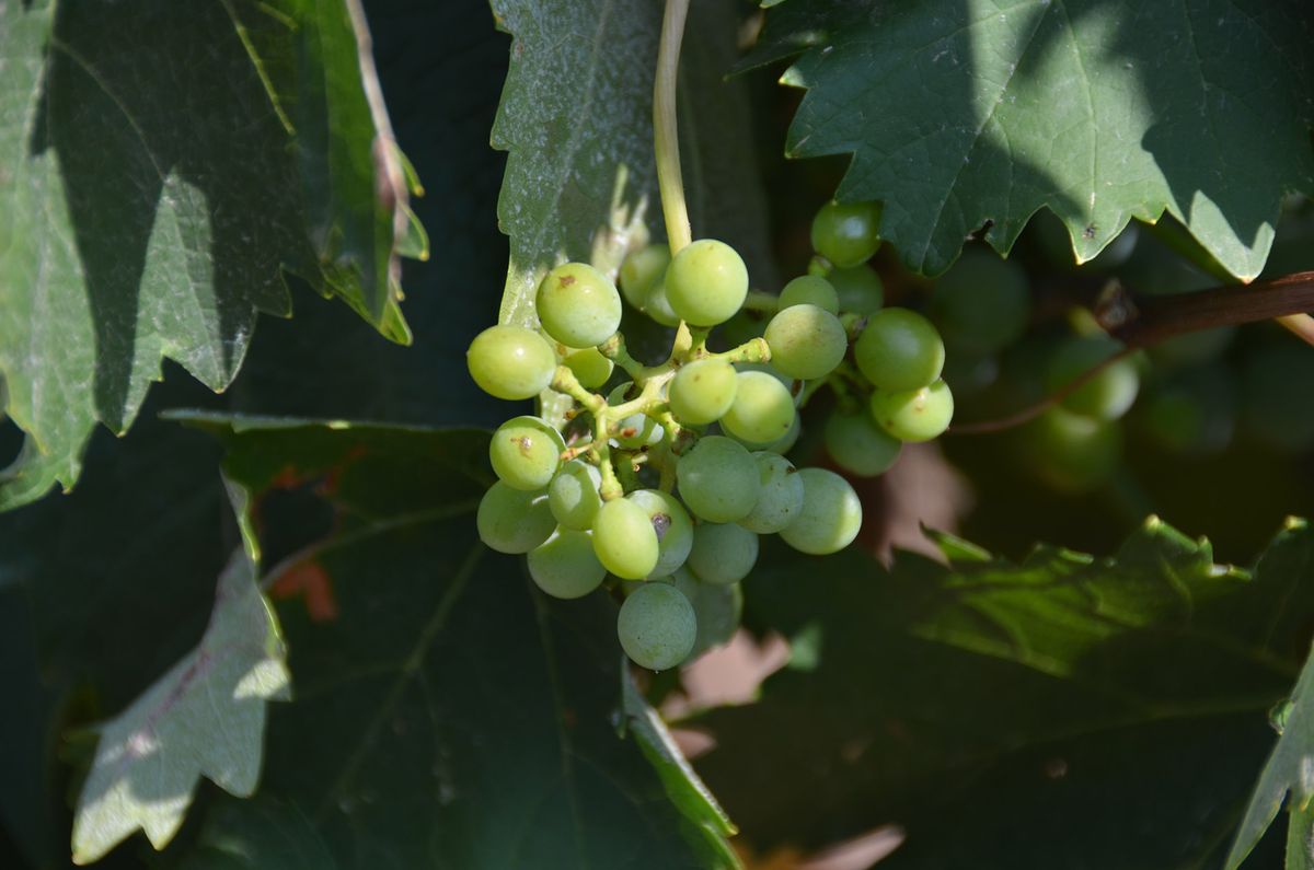 Young Vermentino Grapes in Gallura, North Sardinia, Italy.